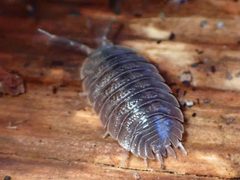 Porcellio dilatatus 172819939 by Cricket Raspet. Used under a CC BY 4.0 license.