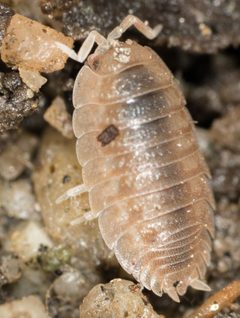 Porcellio dilatatus 4762117 by Jesse Rorabaugh. Used under a CC0 license.