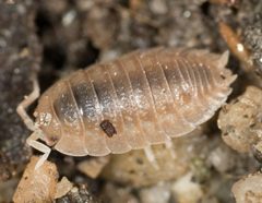Porcellio dilatatus 4762119 by Jesse Rorabaugh. Used under a CC0 license.