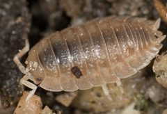 Porcellio dilatatus 4762122 by Jesse Rorabaugh. Used under a CC0 license.