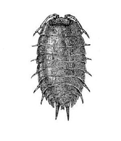 Cain222 by unspecified. Used under a Public domain license.