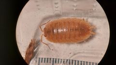 Porcellio laevis Rufino by Stephan Kleinfelder. Used under a CC BY-SA 4.0 license.