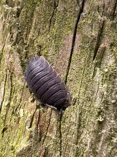 Porcellio scaber 101325254 by Peter Gabler. Used under a CC0 license.