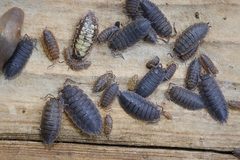 Porcellio scaber 115402293 by Stephen James McWilliam. Used under a CC BY 4.0 license.