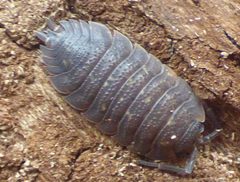 Porcellio scaber 173747948 by kcthetc1. Used under a CC0 license.