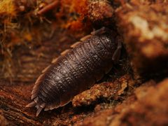 Porcellio scaber 98497366 by Alexis. Used under a CC BY 4.0 license.