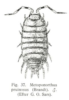 Porcellionides pruinosus by Dansk naturhistorisk forening. Used under a CC BY-SA 3.0 license.