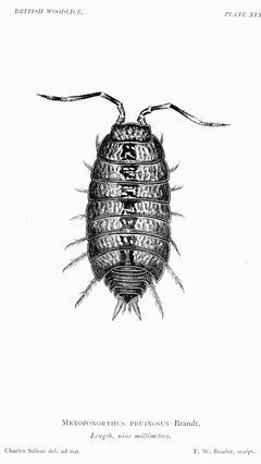 The British Woodlice 62 by see caption if applicable. Used under a Public domain license.