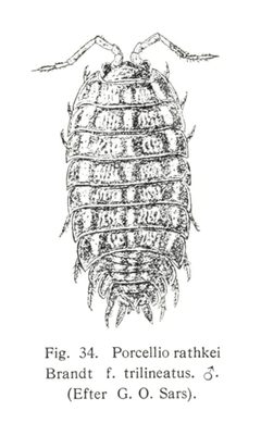 Trachelipus rathkii by Dansk naturhistorisk forening. Used under a CC BY-SA 3.0 license.