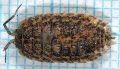 Trachelipus rathkii-h by Magnefl. Used under a CC BY-SA 3.0 license.