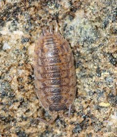 Trachelipus rathkii 209761227 by Andrew Meeds. Used under a CC BY 4.0 license.
