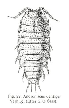 Androniscus dentiger by Dansk naturhistorisk forening. Used under a CC BY-SA 3.0 license.