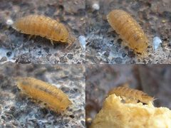 Haplophthalmus danicus by 



This image is created by user Arp at Waarneming.nl, a source of nature observations in the Netherlands.
. Used under a CC0 license.