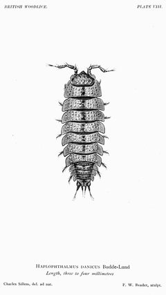 The British Woodlice 51 by see caption if applicable. Used under a Public domain license.