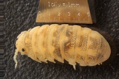 Tylos punctatus dorsal by University of California San Diego. Used under a CC BY-SA 3.0 license.