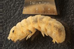 Tylos punctatus lateral by University of California San Diego. Used under a CC BY-SA 3.0 license.