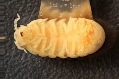 Tylos punctatus ventral by University of California San Diego. Used under a CC BY-SA 3.0 license.