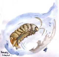 Isopode de socorro by Gelweo. Used under a CC BY-SA 3.0 license.