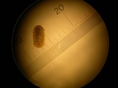 Thermosphaeroma thermophilum female by Bronwyn H. Bleakley. Used under a CC BY-SA 3.0 license.