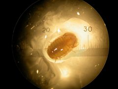 Thermosphaeroma thermophilum male by Bronwyn H. Bleakley. Used under a CC BY-SA 3.0 license.