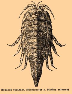 Brockhaus and Efron Encyclopedic Dictionary b38 890-0 by painter from Brockhaus and Efron Encyclopedic Dictionary. Used under a Public domain license.
