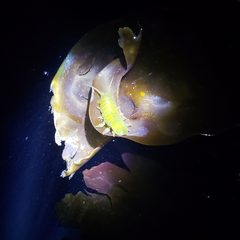 Rockweed Isopod by Auroraborealisn. Used under a CC BY-SA 4.0 license.