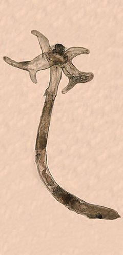 Lernaea cyprinacea by US Geological Survey. Used under a Public domain license.