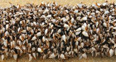 Gooseneckbarnacles by Tom Page, Aurevilly. Used under a Public domain license.