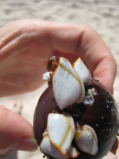Lepas anserifera on coconut by This photo has been taken by Matthieu Sontag (User:Mirgolth) and released under the licenses stated below. You are free to use it for any purpose as long as you credit me as author, Wikimedia Commons as site and follow the terms of the licenses. Could you be kind enough to leave me a message on this page to inform me about your use of this picture.. Used under a CC BY-SA 3.0 license.