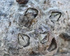 Amphibalanus amphitrite 2843548 by Even Dankowicz. Used under a CC BY 4.0 license.
