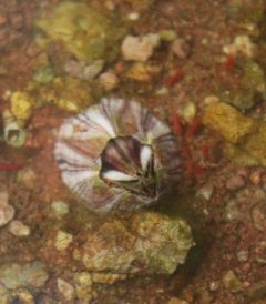 Amphibalanus amphitrite 31298001 by portioid. Used under a CC BY-SA 4.0 license.