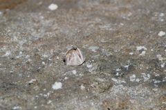 Amphibalanus amphitrite 33755403 by Isaac Krone. Used under a CC BY 4.0 license.