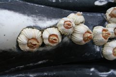 Anim1032 - Flickr - NOAA Photo Library by Aleria Jensen, NOAA/NMFS/AKFSC.. Used under a Public domain license.