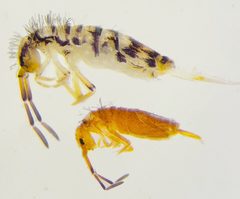 Entomobrya atrocincta comparison by Synapticrelay. Used under a CC BY-SA 4.0 license.