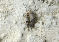 Entomobrya multifasciata 102303408 by Roman. Used under a CC BY 4.0 license.
