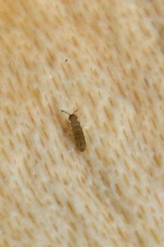 Entomobrya nivalis 184054536 by psweet. Used under a CC BY-SA 4.0 license.