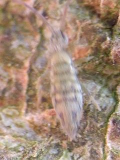 Entomobrya nivalis 185825687 by Michel Langeveld. Used under a CC BY-SA 4.0 license.