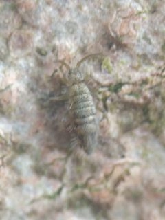 Entomobrya nivalis 186596871 by Michel Langeveld. Used under a CC BY-SA 4.0 license.