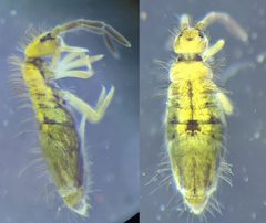 Entomobrya unostrigata by Synapticrelay. Used under a CC BY-SA 4.0 license.