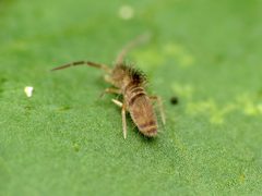 Homidia sauteri 20162844 by Katja Schulz. Used under a CC BY 4.0 license.