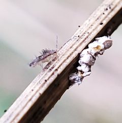 Homidia socia 152423549 by Will Kuhn. Used under a CC BY 4.0 license.