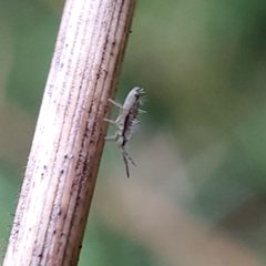 Homidia socia 152423568 by Will Kuhn. Used under a CC BY 4.0 license.