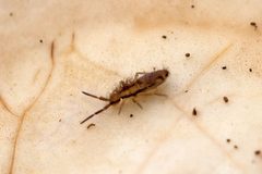 Homidia socia 94791996 by Bill Keim. Used under a CC BY 4.0 license.