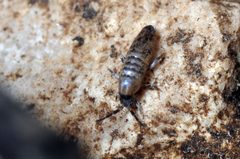 Lepidocyrtus curvicollis by Christophe Quintin. Used under a CC BY-SA 3.0 license.