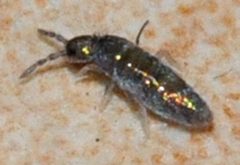 Lepidocyrtus-cyaneus-01-fws by Francisco Welter-Schultes. Used under a CC0 license.