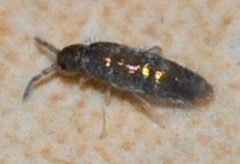 Lepidocyrtus-cyaneus-02-fws by Francisco Welter-Schultes. Used under a CC0 license.