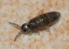 Lepidocyrtus-cyaneus-03-fws by Francisco Welter-Schultes. Used under a CC0 license.