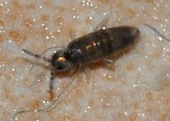 Lepidocyrtus-cyaneus-04-fws by Francisco Welter-Schultes. Used under a CC0 license.