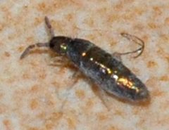 Lepidocyrtus-cyaneus-05-fws by Francisco Welter-Schultes. Used under a CC0 license.
