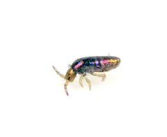 Lepidocyrtus cyaneus - 47909225161 by AJC1. Used under a CC BY-SA 2.0 license.